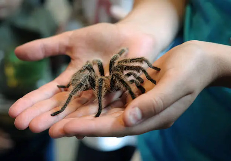 A tarantula resting on a piece of wood